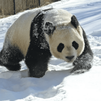 Prepare for the Cold at The Toronto Zoo